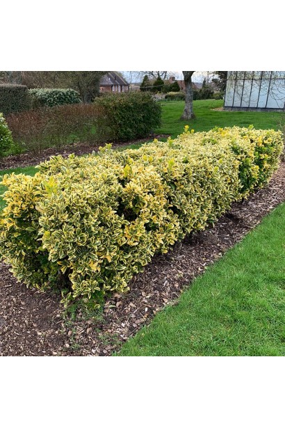 Euonymus ’Aureus’